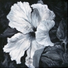 Hibiscus 1