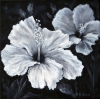 Hibiscus 2