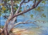 Tree at Islamorada Key
