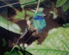 Sparkling Violet Eared Hummingbird