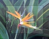 Bird of Paradise