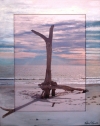 Driftwood on the Beach