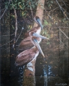 3 Pelicans