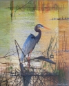 Blue Heron
