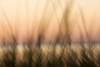 Reed Abstract 2