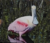 Spoonbill at Merritt Island
