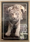 White Tiger