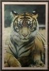 White Tiger ll