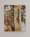 Untitled Red Shouldered Hawk