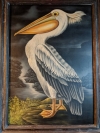 White Pelican 