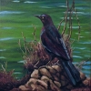 Grackle