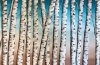 Birch Trees
