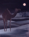 Camel in Moonlight