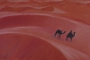 Camels in the Desert Sun