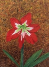 Red Amaryllis 