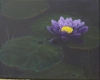 Water Lily in the Moonlight.