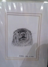 Woodchuck