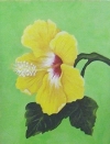 Yellow Hibiscus 