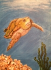 Turtle and Shells
