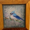 Winter Blue Jay 