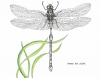 Dragon Fly in the Grass 