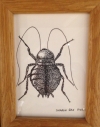 India Ink Cockroach