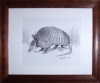 Armadillo