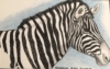 Happy Zebra
