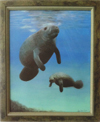 Manatees 