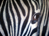 Zebra and the Fly