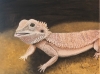 Bearded Dragon