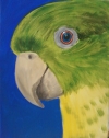 Amazon  parrot 