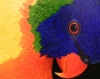 A rainbow lorikeet