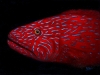 Coral Reef Grouper