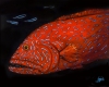 Red Neon Grouper Fred-SOLD