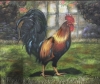 Cocky Rooster