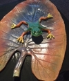 Tiger-leg Frog on a leaf