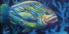 COLORFUL GROUPER