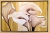 Soothing Calla Lilies 