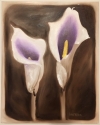 Calm Calla Lilies