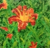 Day Lily 1