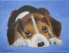 Beagle Pup